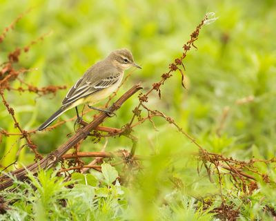 BLUE-HEADED WAGTAIL - Motacilla flava - GELE KWIKSTAART