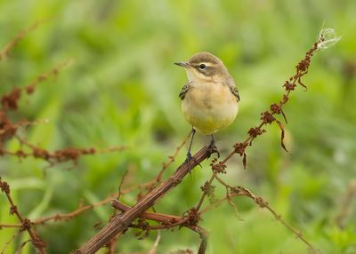 BLUE-HEADED WAGTAIL - Motacilla flava - GELE KWIKSTAART