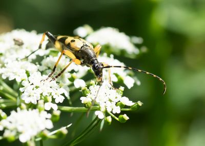 GERINGELDE SMALBOKTOR - Rutpela maculata -