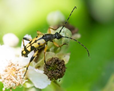 GERINGELDE SMALBOKTOR - Rutpela maculata -