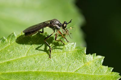 GEWONE BLADJAGER - Dioctria hyalipennis - 