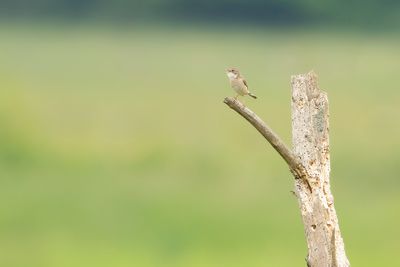 COMMON WHITETHROAT - Curruca communis - GRASMUS