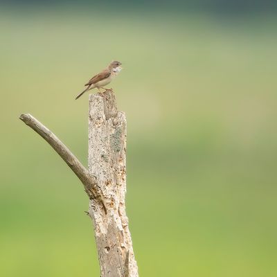 COMMON WHITETHROAT - Curruca communis - GRASMUS