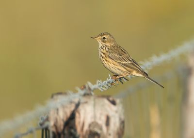 MEADOW PIPIT - Anthus pratensis - GRASPIEPER