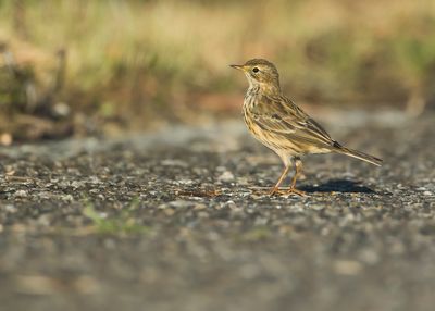 MEADOW PIPIT - Anthus pratensis - GRASPIEPER