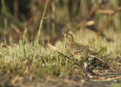 MEADOW PIPIT - Anthus pratensis - GRASPIEPER