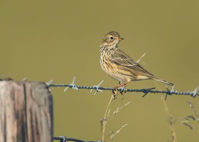 MEADOW PIPIT - Anthus pratensis - GRASPIEPER