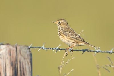 MEADOW PIPIT - Anthus pratensis - GRASPIEPER