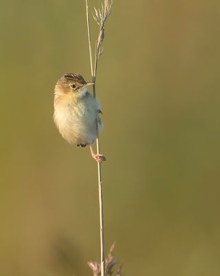 ZITTING CISTICOLA - Cisticola juncidis - GRASZANGER