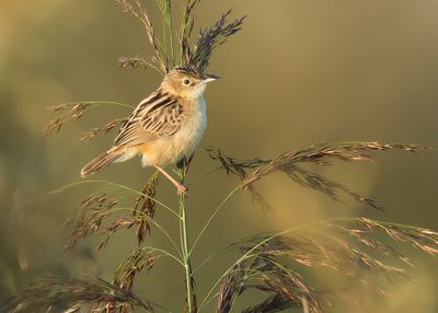 ZITTING CISTICOLA - Cisticola juncidis - GRASZANGER