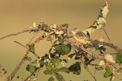 ZITTING CISTICOLA - Cisticola juncidis - GRASZANGER