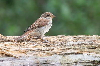 RED_BACKED SHRIKE - Lanius collurio - GRAUWE KLAUWIER