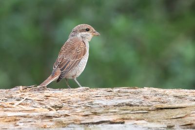 RED-BACKED SHRIKE - Lanius collurio - GRAUWE KLAUWIER