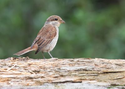 RED-BACKED SHRIKE - Lanius collurio - GRAUWE KLAUWIER