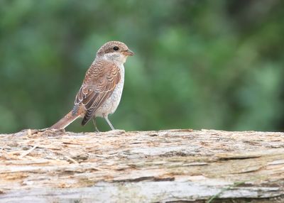 RED-BACKED SHRIKE - Lanius collurio - GRAUWE KLAUWIER