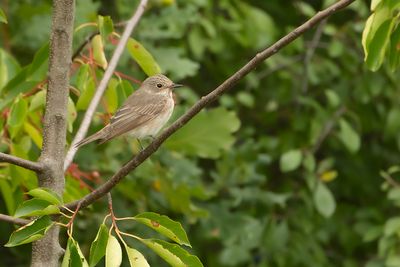 SPOTTED FLYCATCHER - Muscicapa striata - GRAUWE VLIEGENVANGER