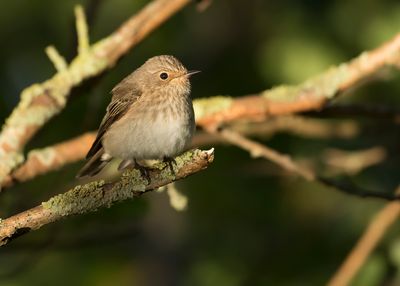 SPOTTED FLYCATCHER - Muscicapa striata - GRAUWE VLIEGENVANGER