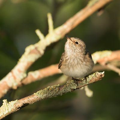 SPOTTED FLYCATCHER - Muscicapa striata - GRAUWE VLIEGENVANGER