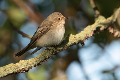 _G0ASPOTTED FLYCATCHER - Muscicapa striata - GRAUWE VLIEGENVANGER7301.jpg