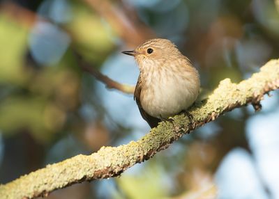 SPOTTED FLYCATCHER - Muscicapa striata - GRAUWE VLIEGENVANGER