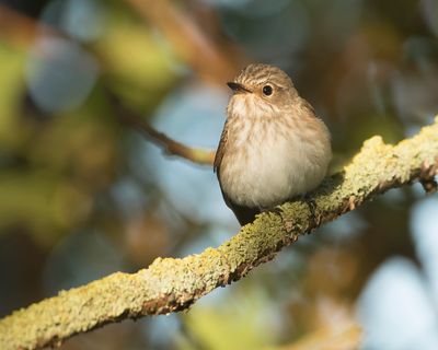 SPOTTED FLYCATCHER - Muscicapa striata - GRAUWE VLIEGENVANGER