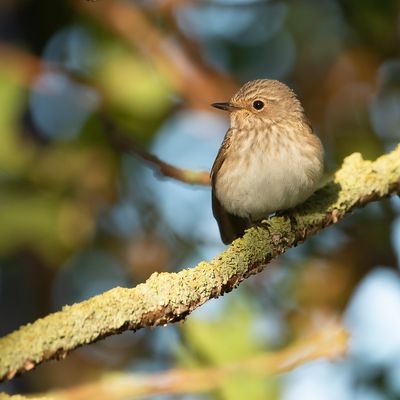 SPOTTED FLYCATCHER - Muscicapa striata - GRAUWE VLIEGENVANGER