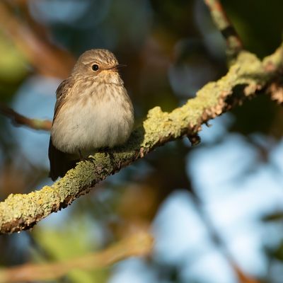 SPOTTED FLYCATCHER - Muscicapa striata - GRAUWE VLIEGENVANGER