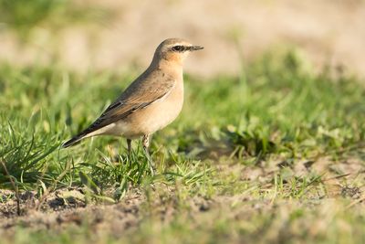 NORTHERN WHEATEAR - Oenanthe oenanthe - TAPUIT