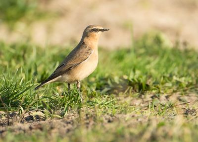 NORTHERN WHEATEAR - Oenanthe oenanthe - TAPUIT