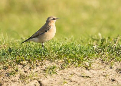 NORTHERN WHEATEAR - Oenanthe oenanthe - TAPUIT