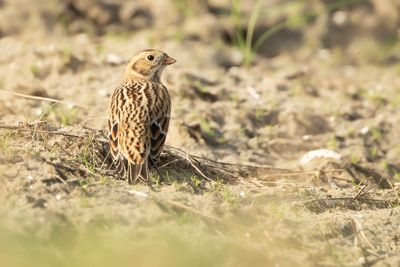 LAPLAND LONGSPUR - Calcarius lapponicus - IJSGORS