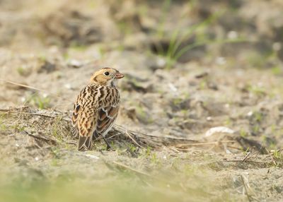 LAPLAND LONGSPUR - Calcarius lapponicus - IJSGORS