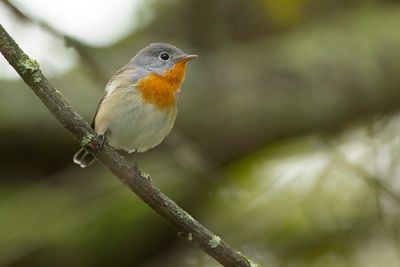 RED-BREASTED FLYCATCHER - Ficedula parva - KLEINE VLIEGENVANGER