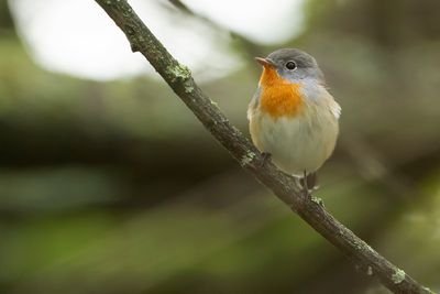 RED-BREASTED FLYCATCHER - Ficedula parva - KLEINE VLIEGENVANGER