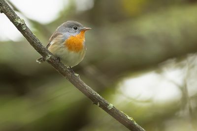 RED-BREASTED FLYCATCHER - Ficedula parva - KLEINE VLIEGENVANGER