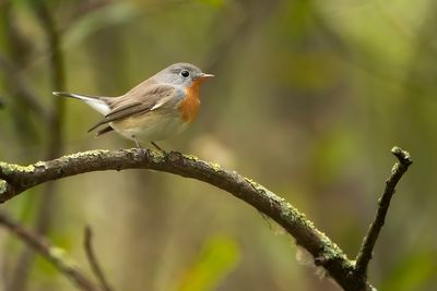 RED-BREASTED FLYCATCHER - Ficedula parva - KLEINE VLIEGENVANGER