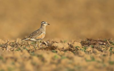 EURASIAN DOTTEREL - Charadrius morinellus - MORINELPLEVIER