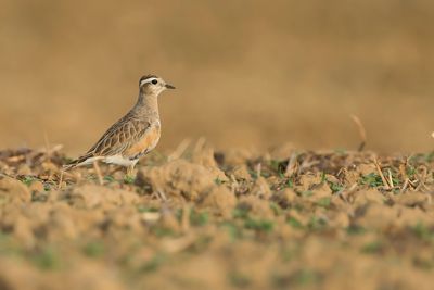 EURASIAN DOTTEREL - Charadrius morinellus - MORINELPLEVIER