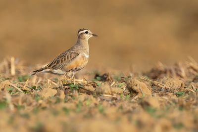 EURASIAN DOTTEREL - Charadrius morinellus - MORINELPLEVIER