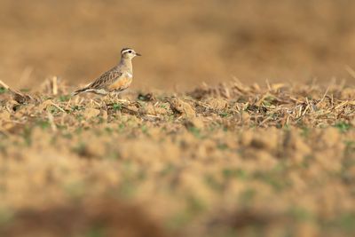 EURASIAN DOTTEREL - Charadrius morinellus - MORINELPLEVIER