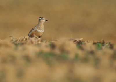 EURASIAN DOTTEREL - Charadrius morinellus - MORINELPLEVIER