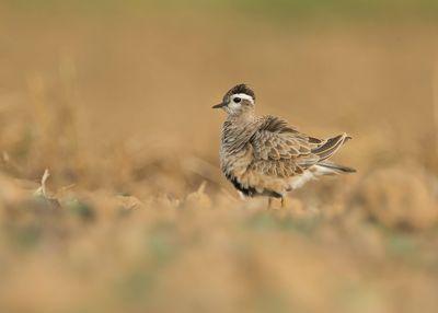 EURASIAN DOTTEREL - Charadrius morinellus - MORINELPLEVIER