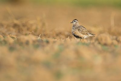 EURASIAN DOTTEREL - Charadrius morinellus - MORINELPLEVIER