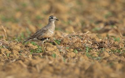 EURASIAN DOTTEREL - Charadrius morinellus - MORINELPLEVIER