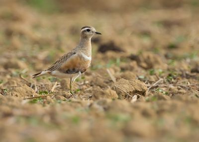 EURASIAN DOTTEREL - Charadrius morinellus - MORINELPLEVIER