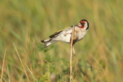 EUROPEAN GOLDFINCH - Carduelis carduelis - PUTTER