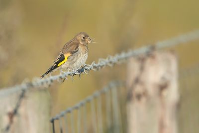 EUROPEAN GOLDFINCH - Carduelis carduelis - PUTTER