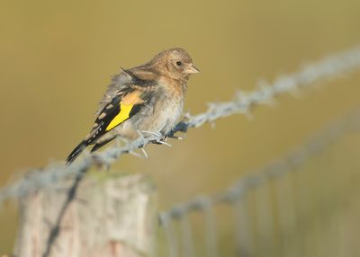 EUROPEAN GOLDFINCH - Carduelis carduelis - PUTTER