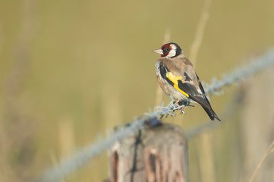 EUROPEAN GOLDFINCH - Carduelis carduelis - PUTTER