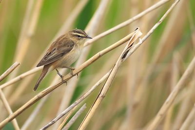 SEDGE WARBLER - Acrocephalus schoenobaenus - RIETZANGER